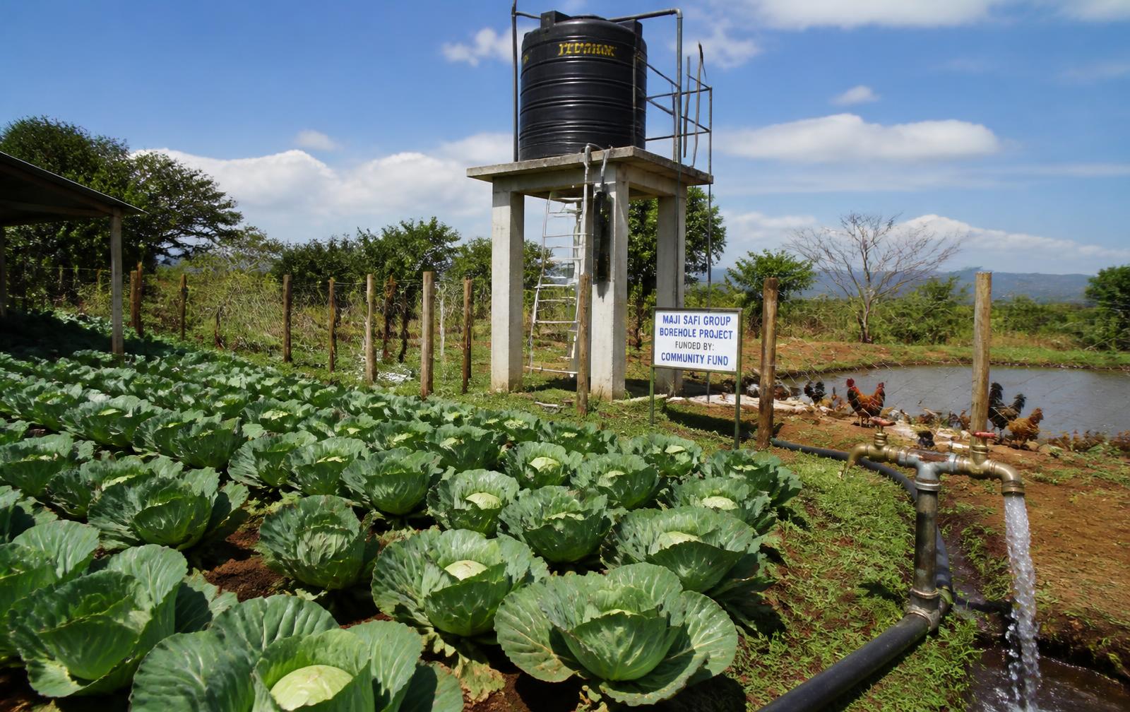Overview of the farm showing irrigated crop rows and farm infrastructure